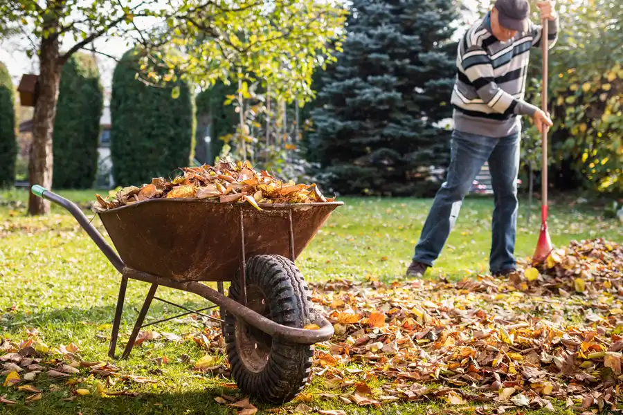 Landscape Cleaning
