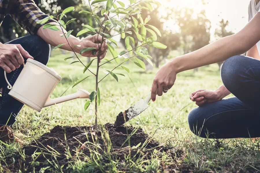 Tree Planting
