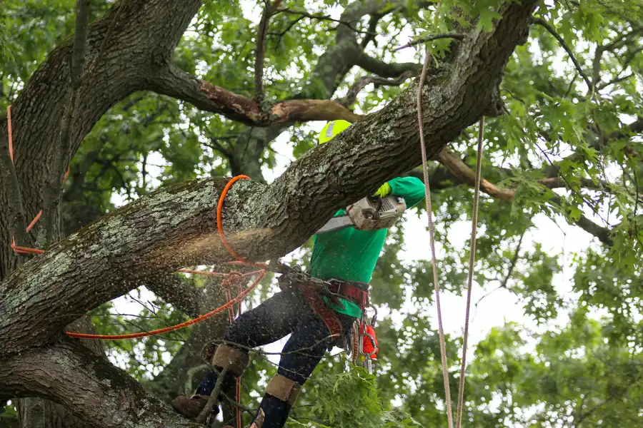 Tree Removal